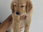 Golden Retriever Puppies