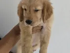 Golden Retriever Puppies