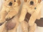 Golden Retriever Puppies