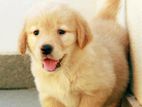 Golden Retriever Puppies