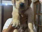 Golden Retriever Puppies
