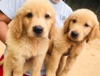 Golden Retriever Puppies