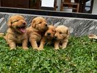 Golden Retriever Puppies