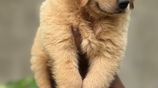 golden retriever puppies