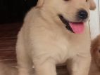 Golden Retriever Puppies
