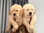 Golden Retriever Puppies