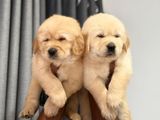 Golden Retriever Puppies