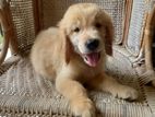 Golden Retriever Puppies
