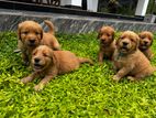 Golden Retriever Puppies