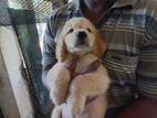 Golden Retriever Puppies