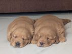 Golden Retriever Puppies