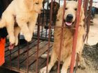 Golden Retriever Puppies