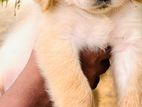 Golden Retriever Puppies