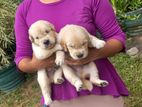 Golden Retriever Puppies