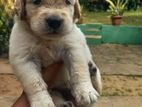 Golden Retriever Puppies