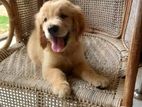 Golden Retriever Puppies