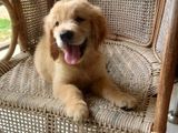 Golden Retriever Puppies