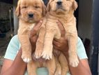 Golden Retriever Puppies