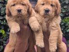 Golden Retriever Puppies