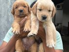 Golden Retriever Puppies