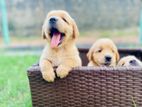 Golden Retriever Puppies