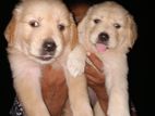 Golden Retriever puppies