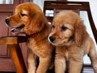 Golden Retriever puppies