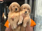 Golden Retriever Puppies