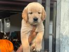 Golden Retriever Puppies