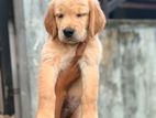 Golden Retriever Puppies