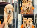 Golden Retriever Puppies
