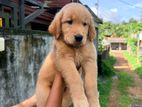 golden retriever puppies