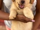 Golden Retriever Puppies
