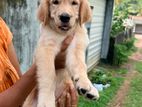 Golden Retriever Puppies