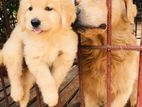Golden Retriever Puppies