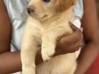 Golden Retriever Puppies