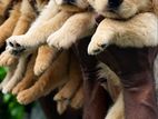 Golden Retriever Puppies