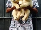 Golden Retriever Puppies