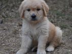 Golden Retriever puppies
