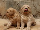 Golden Retriever Puppies