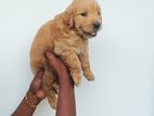 Golden Retriever Puppies