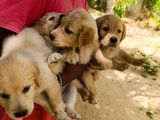 Golden Retriever Puppies