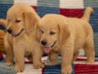 Golden Retriever Puppies