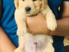 Golden Retriever Puppies