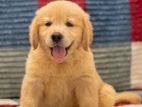 Golden Retriever Puppies