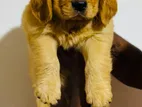 Golden Retriever Puppies