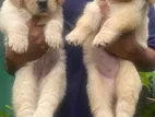 Golden Retriever Puppies