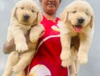 Golden Retriever Puppies