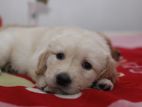 Golden Retriever Puppies