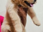 Golden Retriever Puppies